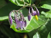 20140819Solanum dulcamara2.jpg