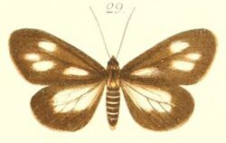 29-Nyctemera quaternarium Pagenstecher, 1900.JPG