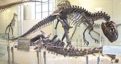 AMNH Allosaurus.jpg