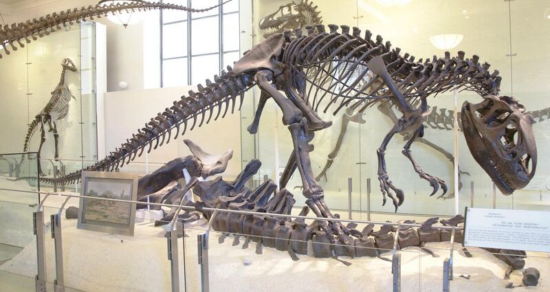 File:AMNH Allosaurus.jpg