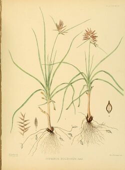 A hand-book to the flora of Ceylon (Plate XCVI) (6430666093).jpg
