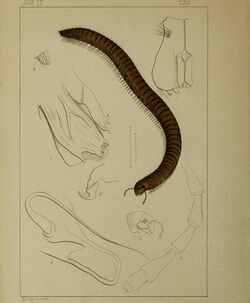 Acari, Myriopoda et Scorpiones hucusque in Italia reperta (1886) (16149565363).jpg