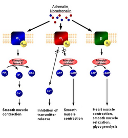 Adrenoceptor-Signal transduktion.PNG