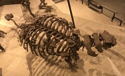 Akainacephalus skeleton.jpg