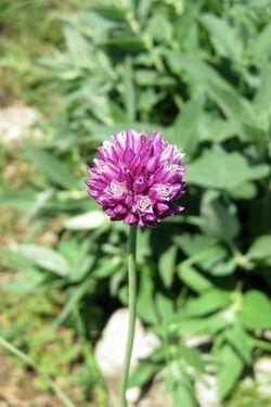 Allium nathaliae, mt. Ay-Petri, 2016.06.22 (01) (29703839135).jpg