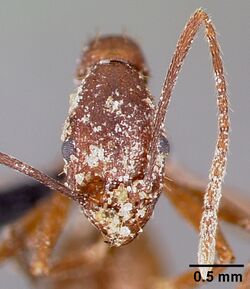 Aphaenogaster huachucana casent0000089 head 1.jpg