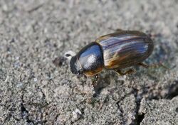 Aphodius prodromus (=Melinopterus) (2008-04-24).jpg