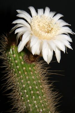 Arthrocereus spinosissimus (Buining & Brederoo) F. Ritter.jpg