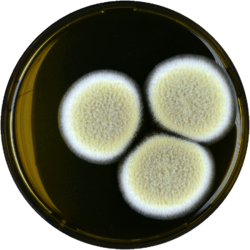 Aspergillus hortai meaox.png