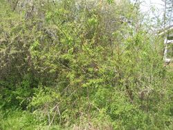 Bandwilg Salix 'Sekka' struik.jpg