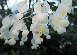 Begonia undulata kz04.jpg