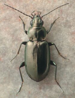 Bembidion coloradense.jpg