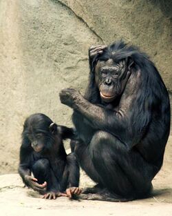 Bonobos Lana & Kesi 2006 CALVIN IMG 1301.jpg