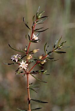 Boronia jucunda.jpg