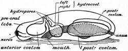 Britannica Echinoderma 6.jpg