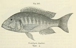 Buccochromis rhoadesii.jpg
