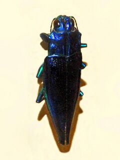 Buprestidae - Cyphogastra calepyga.JPG