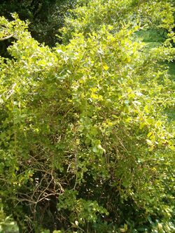 Buxus microphylla HabitusLeaves BotGardBln0906.JPG