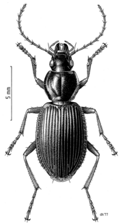 COLE Carabidae Ctenognathus novaezelandiae 1.png