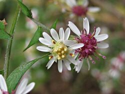 Two calico aster flowers in bloom