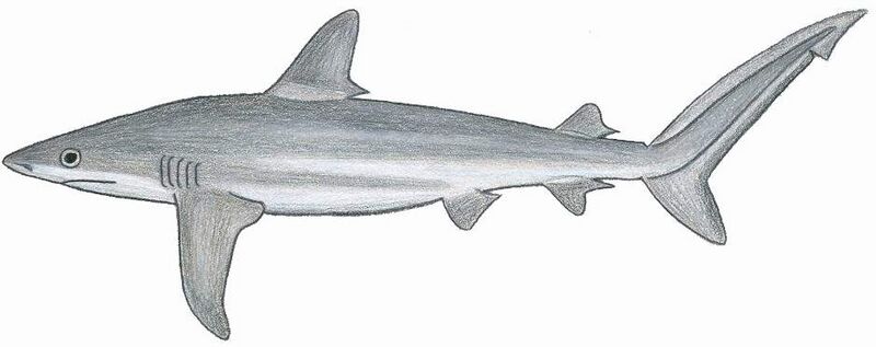 File:Carcharhinus perez.JPG