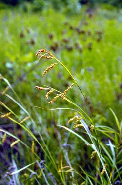 Carex davisii.jpg