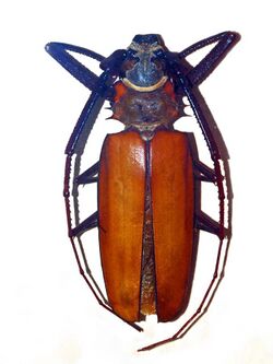 Cerambycidae - Enoplocerus armillatus.JPG