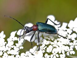 Cerambycidae - Gaurotes (Carilia) virginea thalassina.jpg