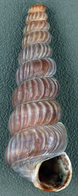 Cerithidea costata (costate horn snail) (San Salvador Island, Bahamas) 2 (16003795310).jpg