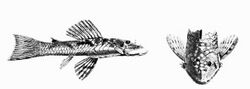 Chaetostoma guairense Steindachner 1882.JPG