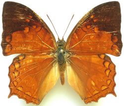 Charaxes pleione from CAR.jpg