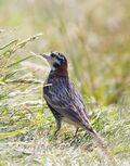 Chestnut-Collared Longspur - 2nd Maine Record.jpg