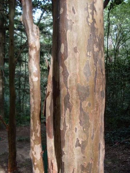 File:Choricarpia subargentea - bark.JPG