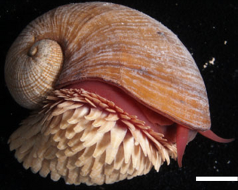 Right side view of a white snail, white scales on its foot and a red body.
