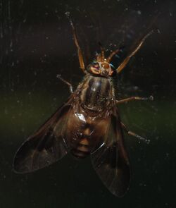 Chrysops flavidus SERC 06-06-15 0927 (20837805001).jpg