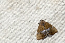 DSK5513 Coarica fasciata (26091237944).jpg