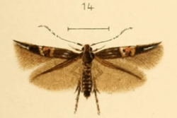 Cosmopterix turbidella.png