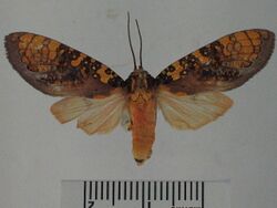 Cresera annulata3.JPG