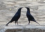 Cuban Blackbirds. Dives atroviolacea - Flickr - gailhampshire.jpg