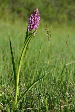 Dactylorhiza incarnata - Kahkjaspunane sõrmkäpp Keila.jpg