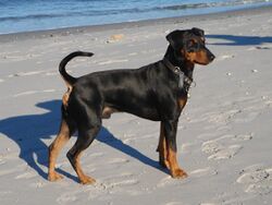 a smooth-haired black and tan dog on a beach