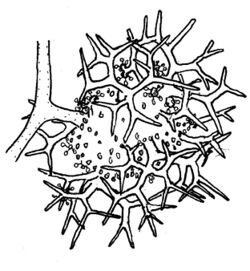 Dichotomocladium elegans02.jpg