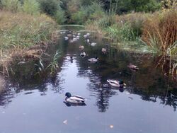 Ducks-holywells-park.jpg