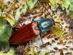 Elateridae - Ctenicera virens.JPG