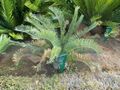 Encephalartos ngoyanus en los invernaderos centrales del Jardín Botánico de Córdoba.jpg