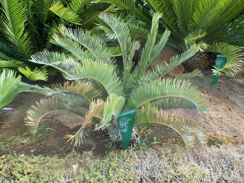 File:Encephalartos ngoyanus en los invernaderos centrales del Jardín Botánico de Córdoba.jpg