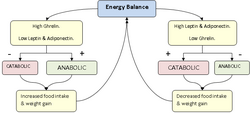 Energy Balance.png