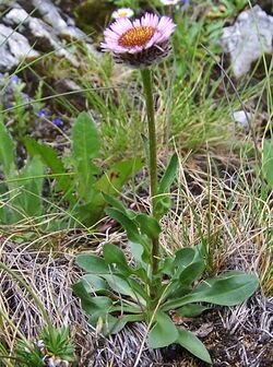 Erigeron uniflorus a1.jpg