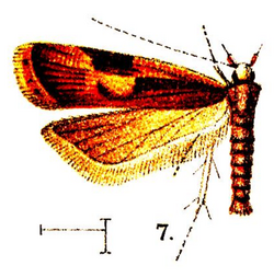 Eunebristis oncotera Walsingham 1911.png