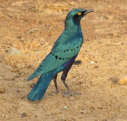 Fauna senegal.jpg